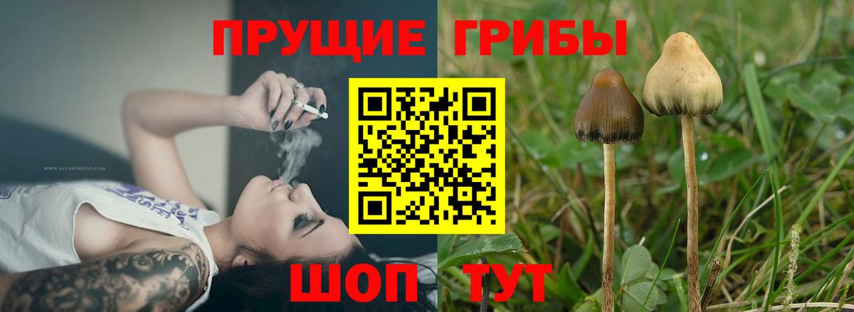 Галлюциногенные грибы MAGIC MUSHROOMS  Вход с VPN  Сергиев Посад 